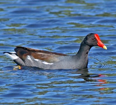 COMMON MOORHEN