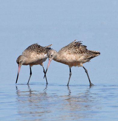 MARBLED GODWITS
