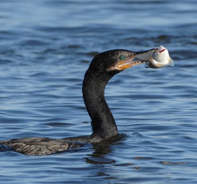 NEOTROPIC CORMORANT