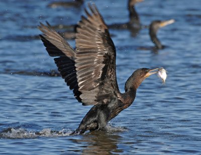 NEOTROPIC CORMORANT