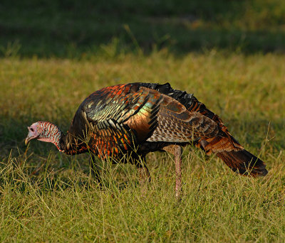 WILD TURKEY