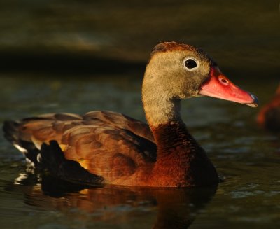 BLACK-BELLIED WHISTLING-DUCK