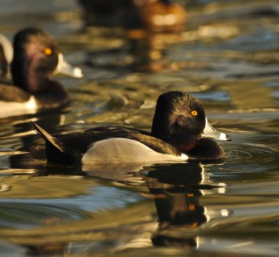 RING-NECKED DUCK
