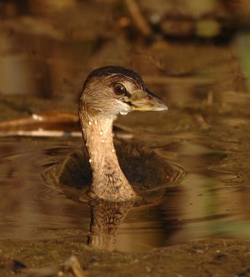 PIED-BILLED GREBE