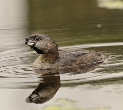 PIED-BILLED GREBE