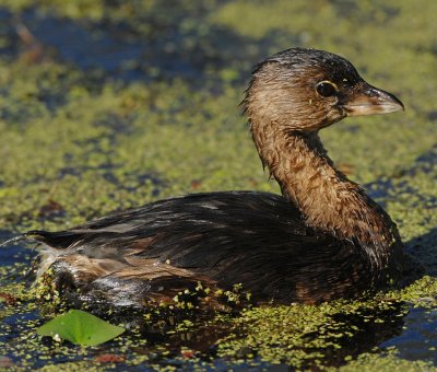 PIED-BILLED GREBE