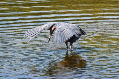 REDDISH EGRET