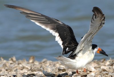 Black Skimmer