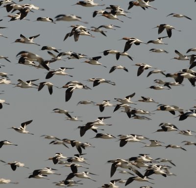 AMERICAN AVOCETS