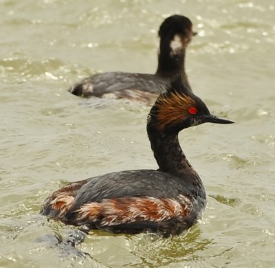 EARED GREBES