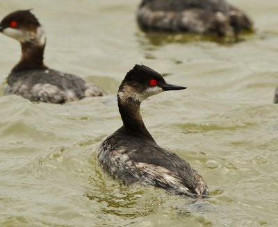 EARED GREBES