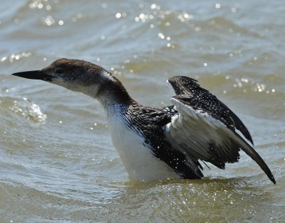 COMMON LOON