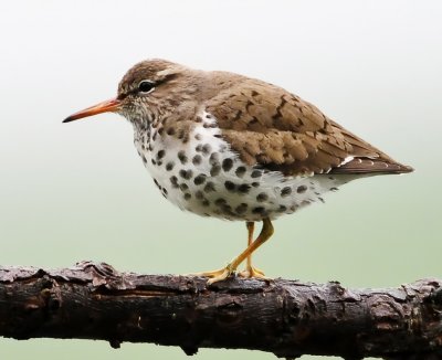 SPOTTED SANDPIPER