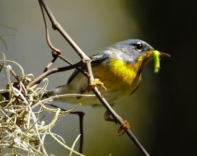 NORTHERN PARULA