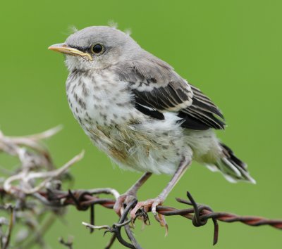 NORTHERN MOCKINGBIRD