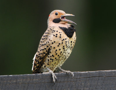 NORTHERN FLICKER