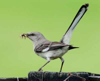 NORTHERN MOCKINGBIRD