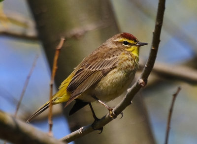 PALM WARBLER