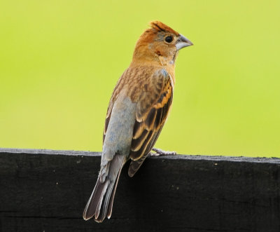 BLUE GROSBEAK