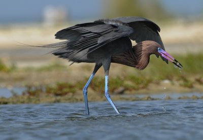 REDDISH EGRET