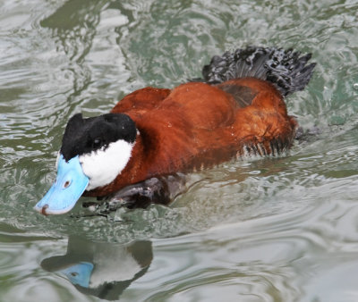 RUDDY DUCK