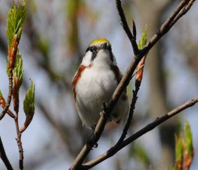 CHESTNUT-SIDED WARBLER