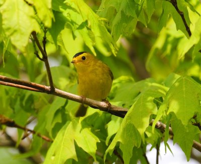 WILSON'S WARBLER