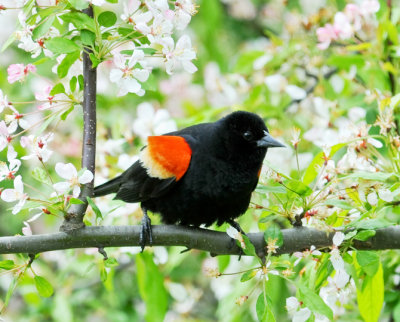 RED-WINGED BLACKBIRD