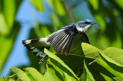 CERULEAN WARBLER