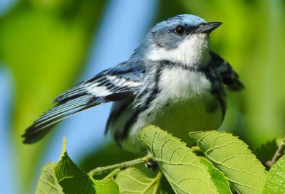 CERULEAN WARBLER