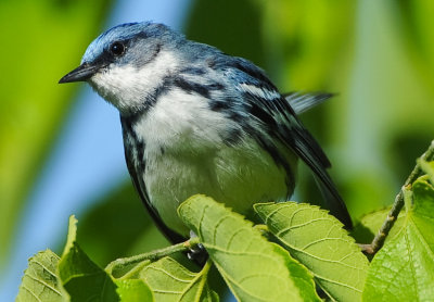 CERULEAN WARBLER