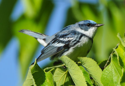 CERULEAN WARBLER