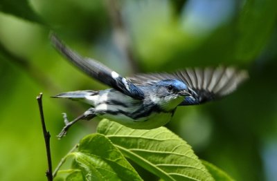 CERULEAN WARBLER