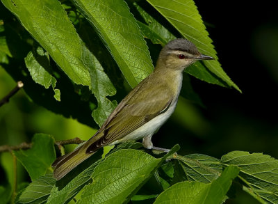 RED-EYED  VIREO
