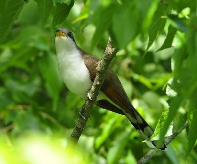 YELLOW-BILLED CUCKOO