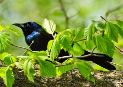 COMMON GRACKLE