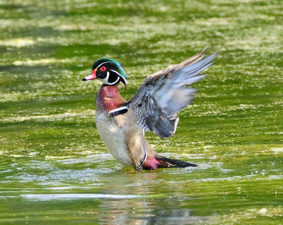 WOOD DUCK