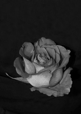 portrait black rose.jpg
