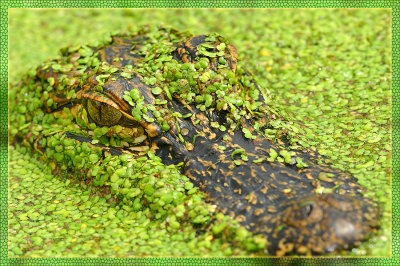 Louisiana Gators