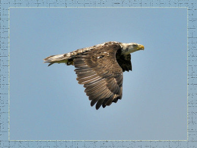 Eagle in the Bonnet Carre Spillway