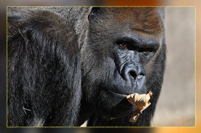 Gorilla - Audubon Zoo