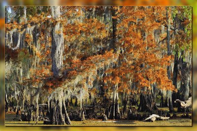 Fall Cypress Tree - Abstract