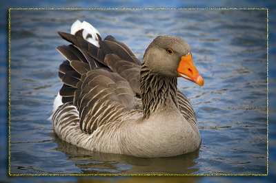 Graylag Goose ?