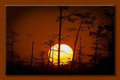 Sorrento Swamp Sunrise