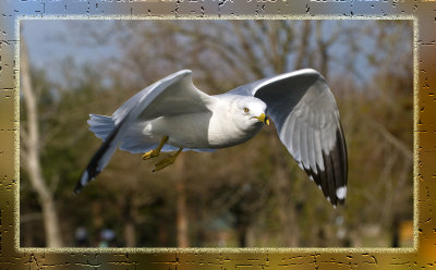 Ring-Billed Gull in Flight