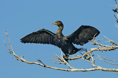 Cormorant