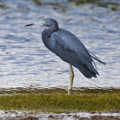 Blue Heron