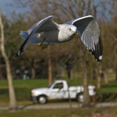 Giant Sea Gull Spotted In Louisiana