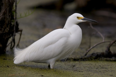 Egret