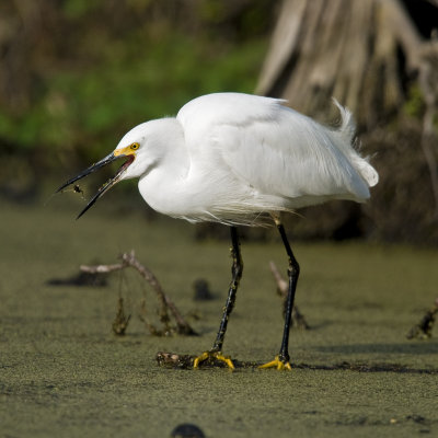 Snowy Egret Eating a Water Bug